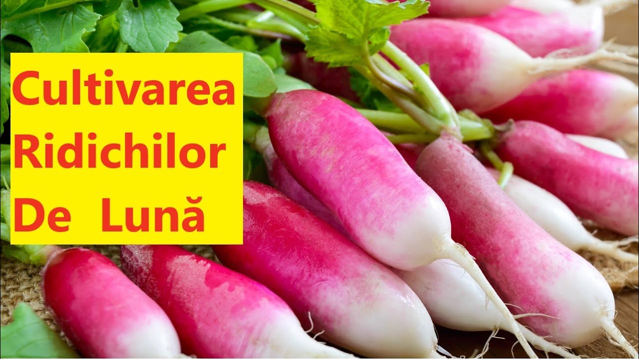 Cultivarea ridichilor de lună toamna. Sfaturi utile de la sămânță la recoltă
