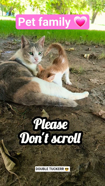 Thanks for your Support 💞 let's make it happen 😻🥰 #shorts #cutecat #subscribe #babifreitas