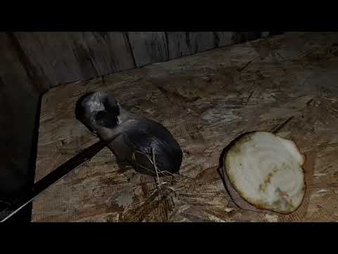 ახალი ნამატი.ზელანდიური \u0026 ბარანის ჰიბრიდები