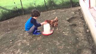 Robby Hand Feeding His Chickens