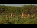 Etosha National Park Wildlife. Amazing landscapes with large herds of animals. Most rain in 10 years