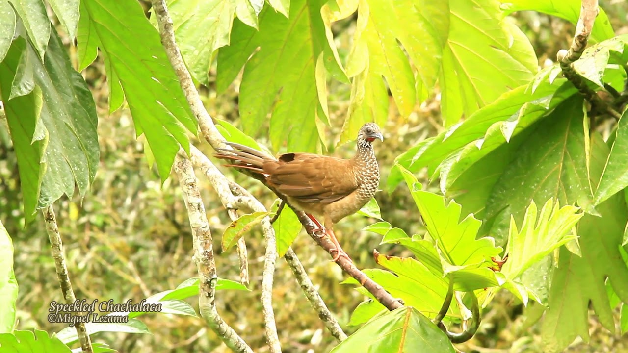 Speckled Chachalaca 01 - Amazonia Lodge. 