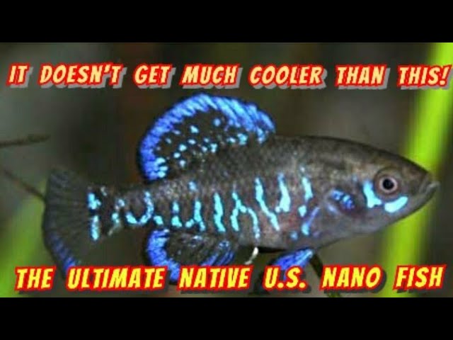 nano fish for sale