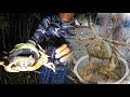 Crazy Night Crab Hunting | Catch and Cook