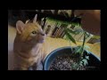 #funny Cat eating marijuana