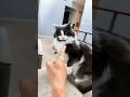 funny cats 😂 episode 254 #shorts