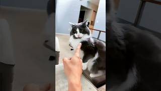 funny cats 😂 episode 254 #shorts