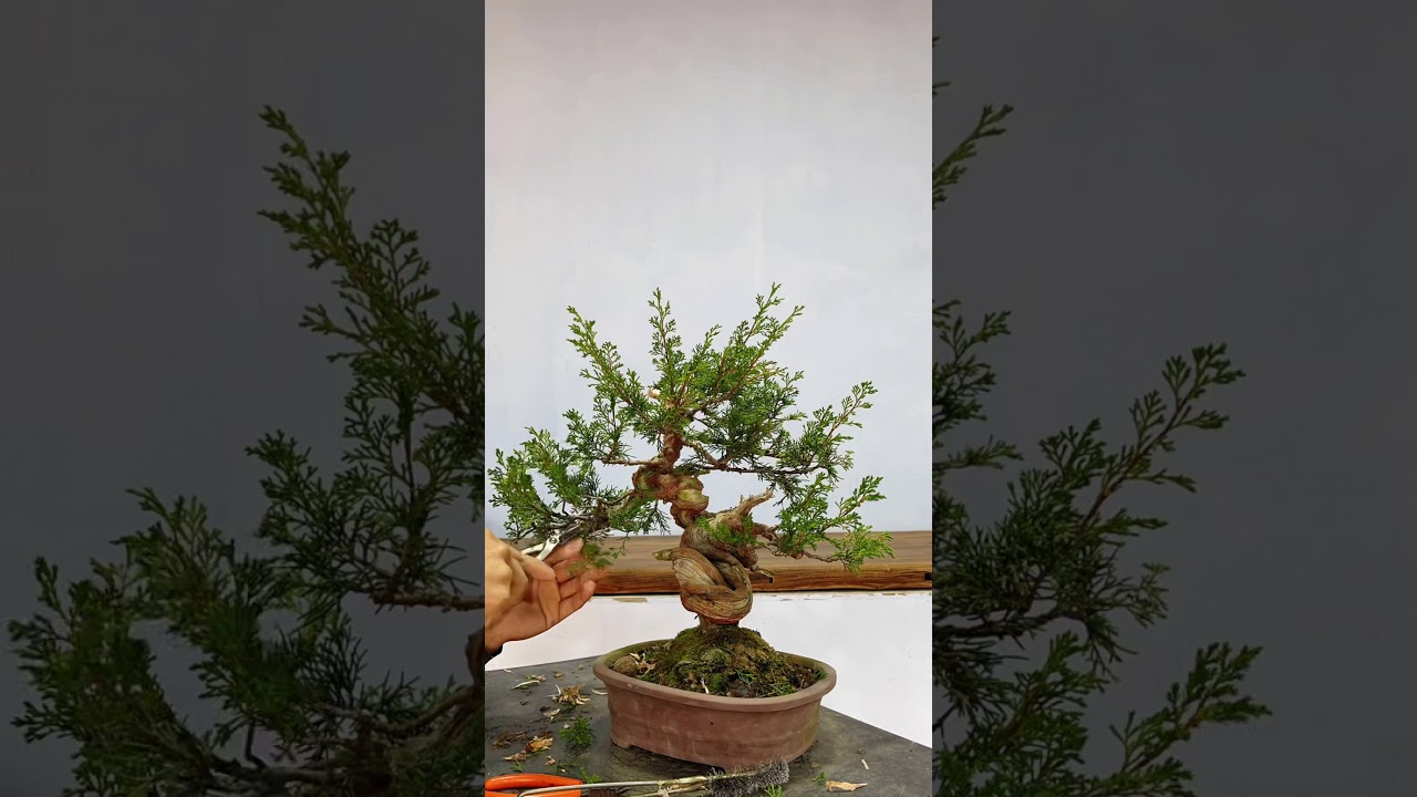 Changes before and after making bonsai