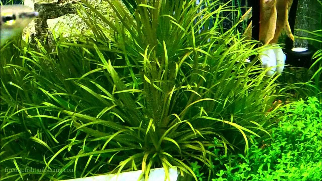 What To Expect With New Plants In A Planted Aquarium You What To Expect With New Plants In A Planted Aquarium
