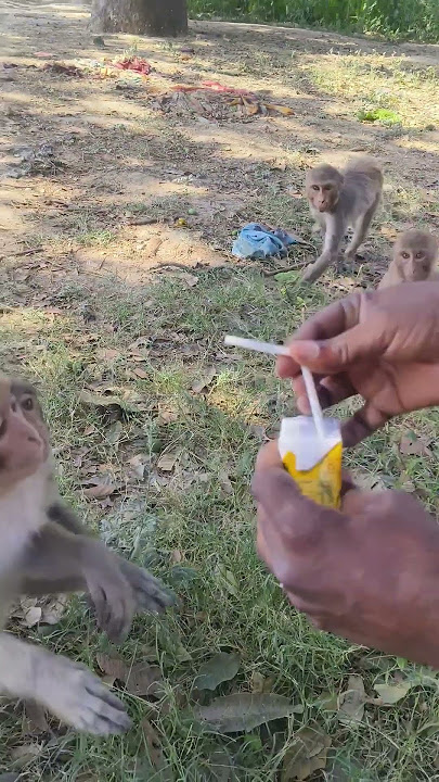 Mango juice drinking #monkeyvideo#monkey  #bander 008964