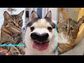 Time warp scan with pets  2 tiktok compilation 2023  joyspets