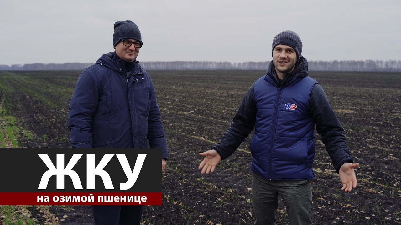 Фермер Алексей Гриднев о ЖКУ на озимой пшенице - YouTube
