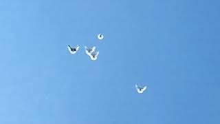 Белые голуби（николаевские）