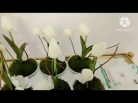 Uuuyyy Motummaan Mana Narra Buqiisee Kaasa Tokko Maleetii Karaa Irrati Na Darbee