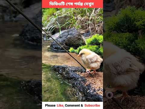 Chiki caught the fish 😂 Bangla funny video😂 #shorts #viral #trending #funny