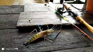 ternyata di sini,udang juga beteduh #mancingmania #mancingudang #prawnfishing #ternding