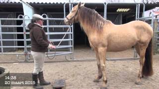 Trick training: Counting horse - basic start