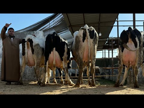 سلالات نادره بشاير الربيع بنزينات اللبن وصلت بمزرعه ابو طلعت اعلي انتاج حليب بقر المراعي 40 كيلو