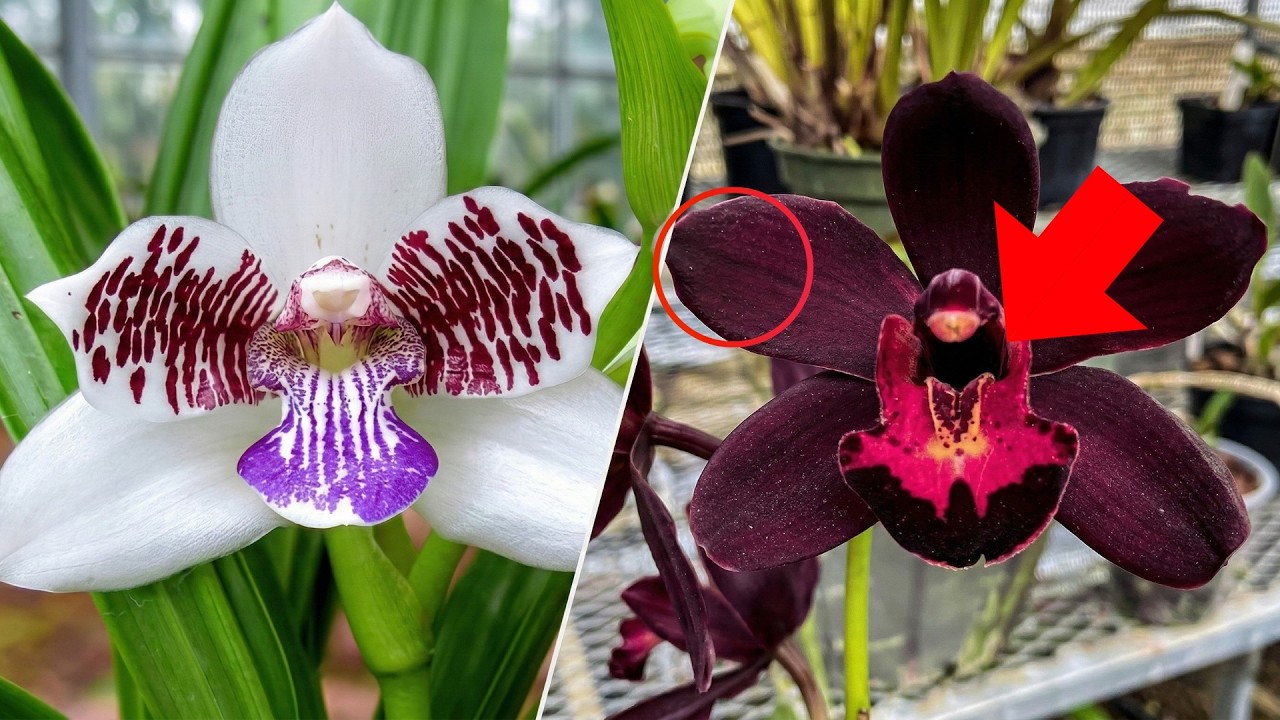 15 Самых Редких И Красивых Орхидей В Мире, Которые Тебя Впечатлят