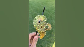 Get a glimpse of this stunning yearling green tree python! #myphilosophywithsocratis #snakes