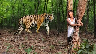 jungle tiger attack | tiger attack in jungle, royal bengal tiger attack