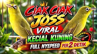 CIAK CIAK RAME PANCINGAN KECIAL KUNING SEBOR ‼️ SUARA CIAK CIAK KECIAL KUNING BUKA PARUH