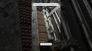 High Capacity Egg Tray Making Machine