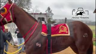 Trump My Record vs JM Rancho El Centenario 27 De Febrero 400y