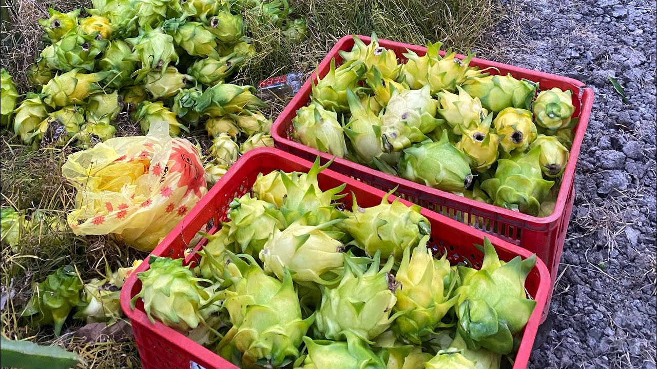 Petik buah naga kuning di kebun #buahnagakuning 