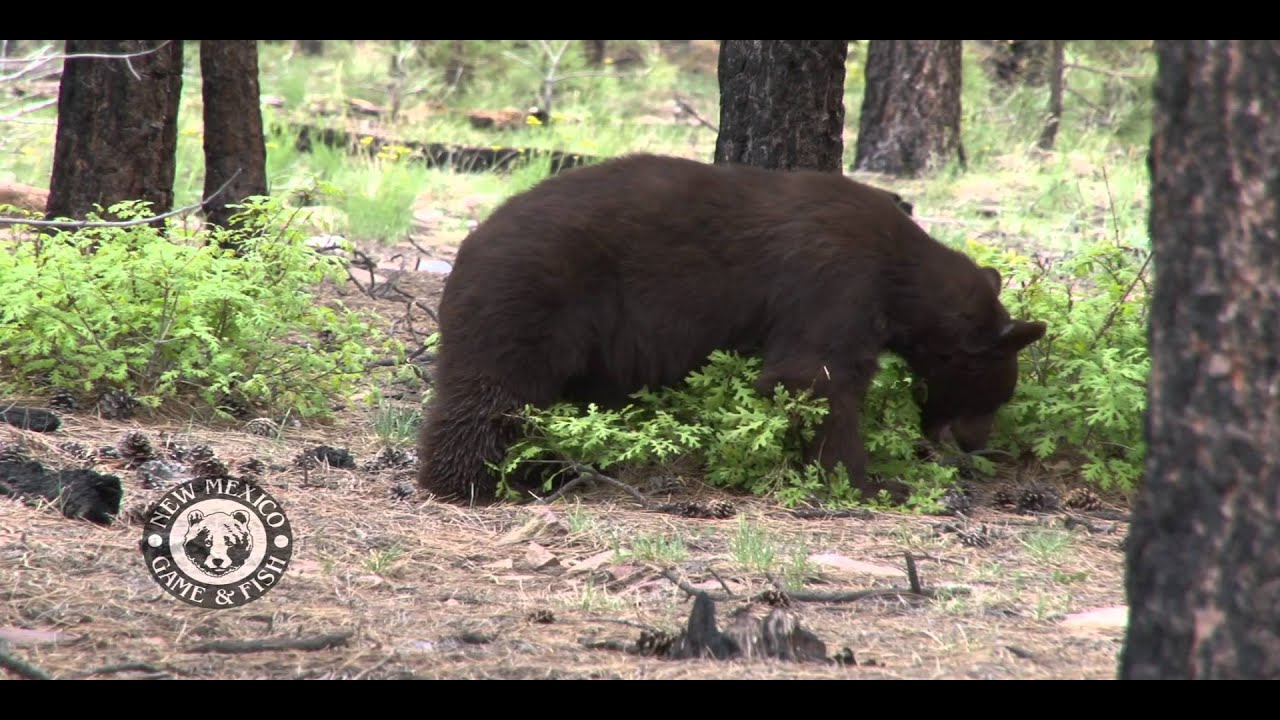 bear forage Where Are All the Bears This Year? Sandia Mountains Black Bear Habitat Forecast