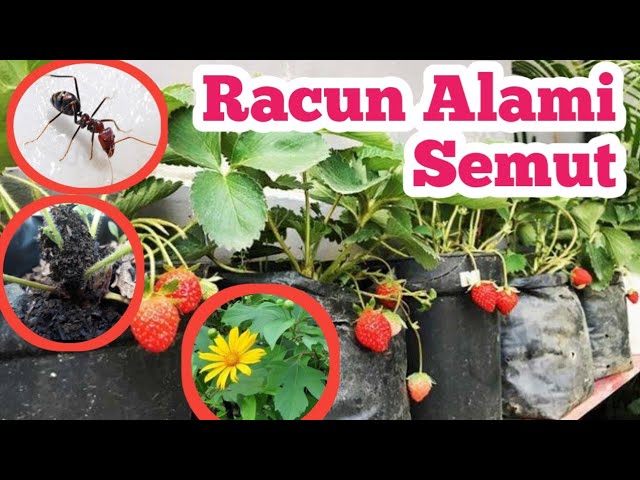 Pestisida Alami Untuk Semut Yang Menyerang Strawberry Youtube Pestisida Alami Untuk Semut Yang Menyerang Strawberry Youtube