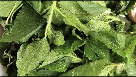 Cách chữa viêm xoang bằng cây cứt lợn/ cây ngũ sắc