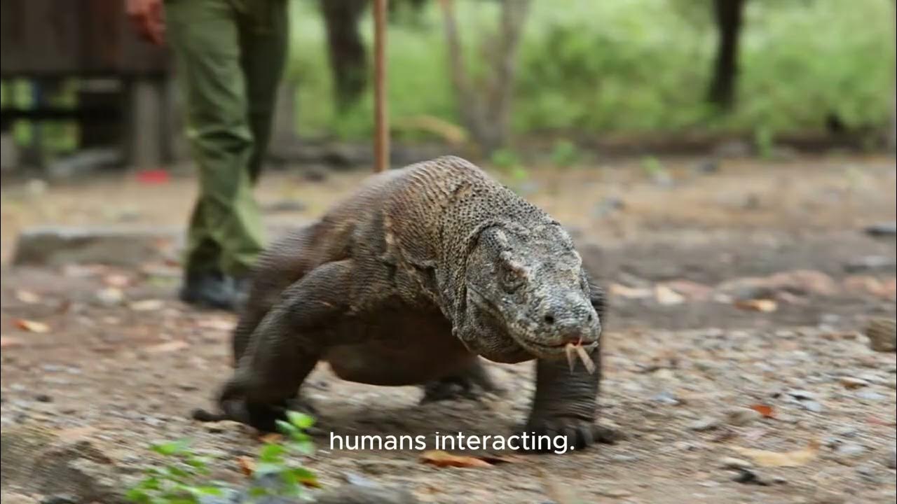 Komodo Dragons facts vs myths - YouTube