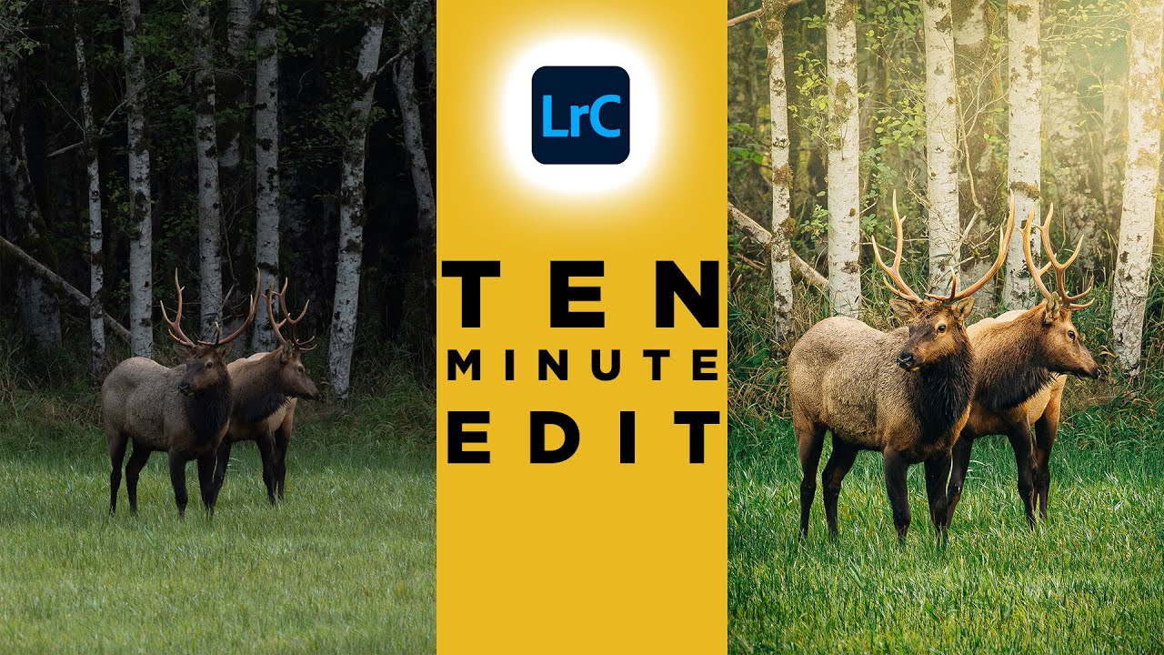 Lightroom Editing Basics | Wildlife Photography