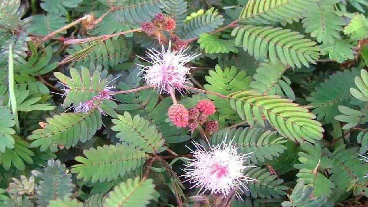 Propiedades Curativas De La Mimosa Pudica Y Beneficios YouTube propiedades-curativas-de-la-mimosa-pudica-y-beneficios-youtube