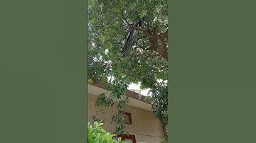 Beautiful Peacocks at orc Delhi ✨🤩🤩💚💜💙💛✨#ytviral#trendingshorts #india