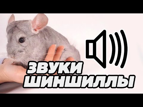 Звуки шиншиллы: какие звуки издаёт шиншилла?