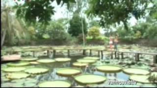 KÌ LẠ MỘT LOÀI SEN KHỔNG LỒ ( CHÙA PHƯỚC KIỂN - CHÂU THÀNH - ĐỒNG THÁP ) KÌ LẠ MỘT LOÀI SEN KHỔNG LỒ ( CHÙA PHƯỚC KIỂN - CHÂU THÀNH - ĐỒNG THÁP )