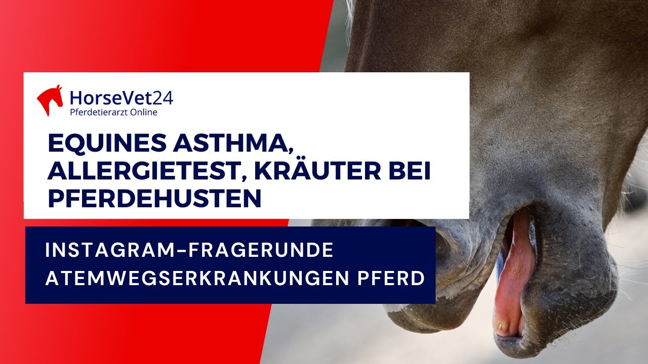 Equines Asthma, Allergietest für Pferde bei Husten, Kräuter bei