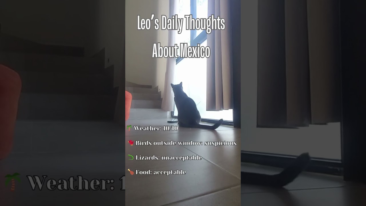 Our Cat Became Head of Jungle Security in Mexico