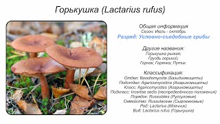 Горькушка (Lactarius rufus)