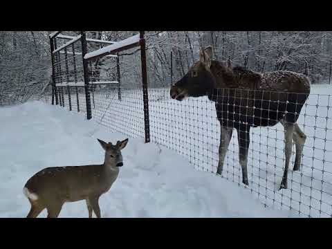 A female of moose and a male of Western roe deer