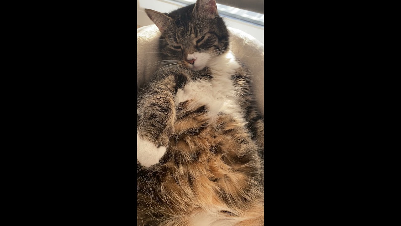 Our sixpack of old cats "Cannonball" Muffin YouTube