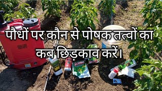 Importance and spraying of micronutrients for plants.