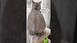 Annesi̇ Tarafindan Saldiriya Ugrayan Kedi̇ 😂😂 Cikobey_British