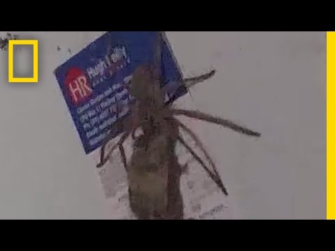 Watch: Giant Spider Carrying a Dead Mouse | National Geographic