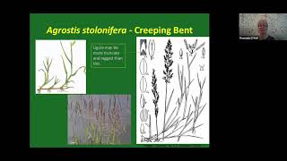 Bents (Agrostis) Identification webinar