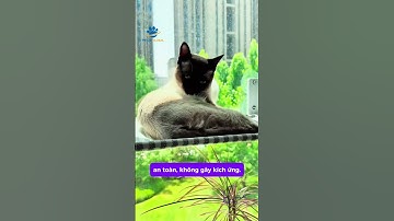 Xịt Khử Mùi & Diệt Khuẩn Cho Thú Cưng Xuediao – Diệt 99.9% Vi Khuẩn, Khử Mùi 24H | An Toàn Cho Boss