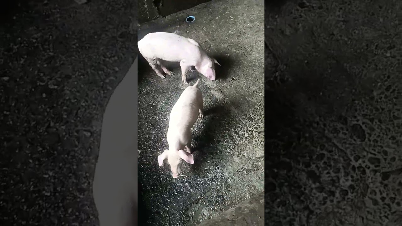 the results of landrace largewhite