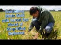 Controlling White Mold with Cereal Rye Ahead of Strip-Tilled Soybeans